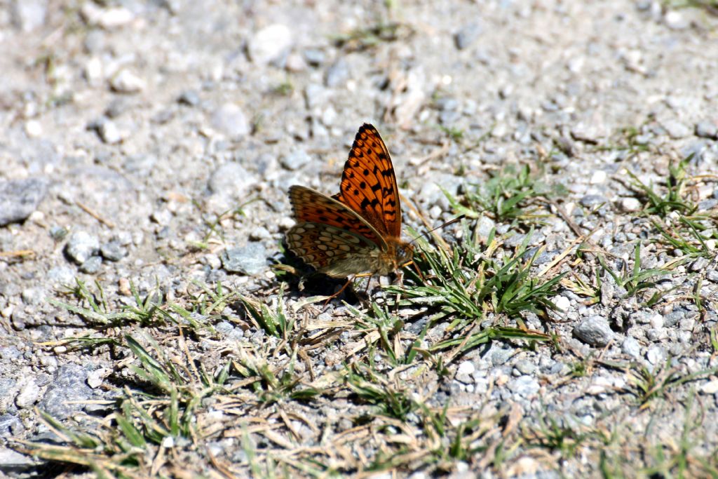 Argynnis (Fabriciana) niobe